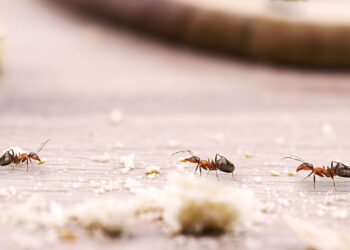 O segredo para afastar formigas do jardim sem venenos perigosos