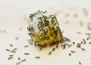 Planta poderosa ajuda a afastar formigas de forma natural e eficiente