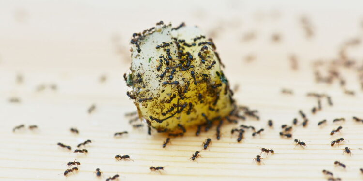 Planta poderosa ajuda a afastar formigas de forma natural e eficiente