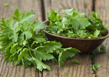 Além de enriquecer sua horta com essa erva versátil ela ainda é rápido no cultivo