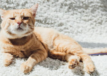 O jeito mais claro de saber se seu gato te ama de verdade