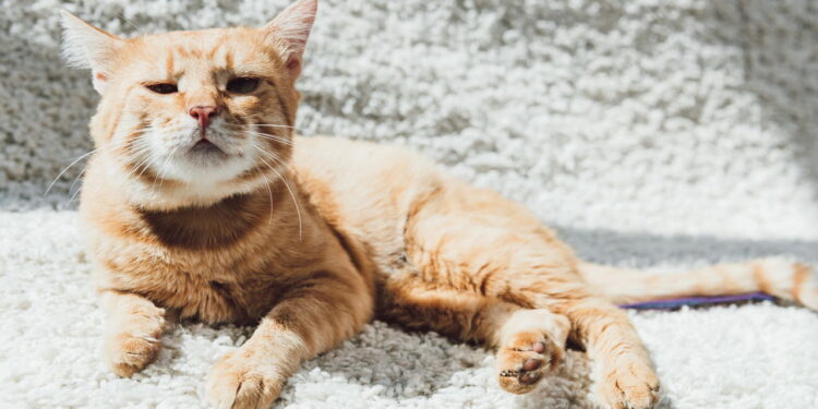 O jeito mais claro de saber se seu gato te ama de verdade