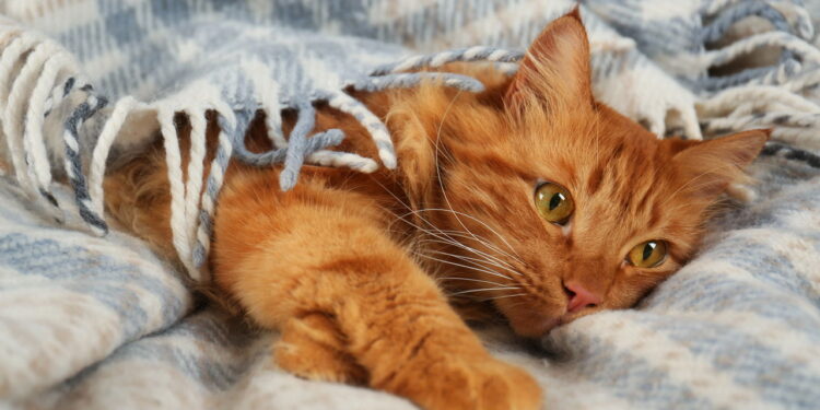 Por que os gatos mudam de comportamento quando estamos doentes?