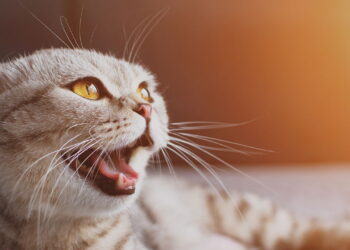O que significa quando os gatos miam olhando para um canto da casa