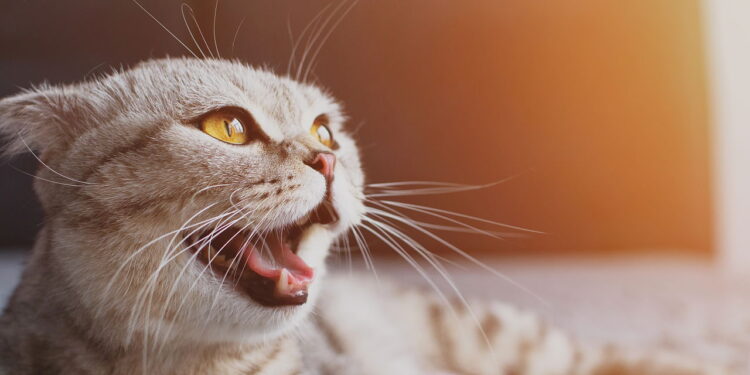 O que significa quando os gatos miam olhando para um canto da casa