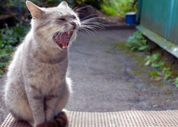 O que significa quando um gato rosna para algumas pessoas e não para outras