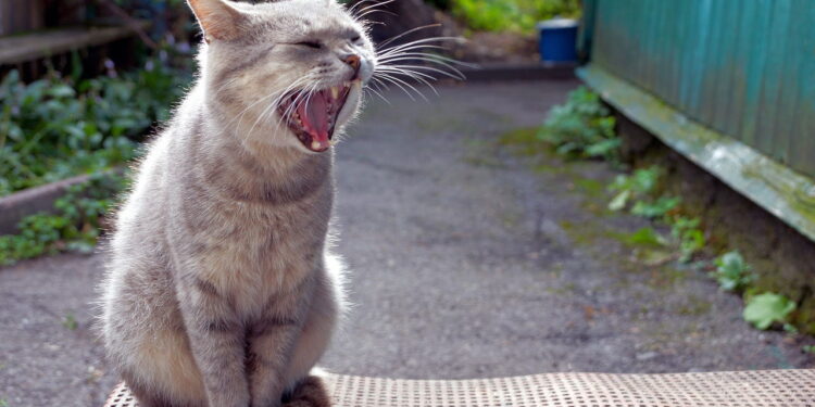 O que significa quando um gato rosna para algumas pessoas e não para outras