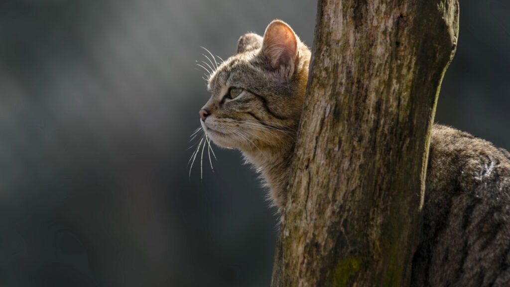 O que significa quando um gato rosna para algumas pessoas e não para outras