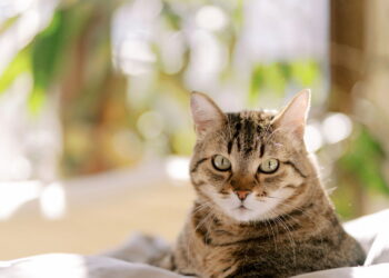 Nem brinquedo caro, nem petisco: jeito simples de acalmar seu gato