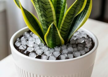 Por que colocar cubos de gelo no vaso da espada de são jorge faz diferença