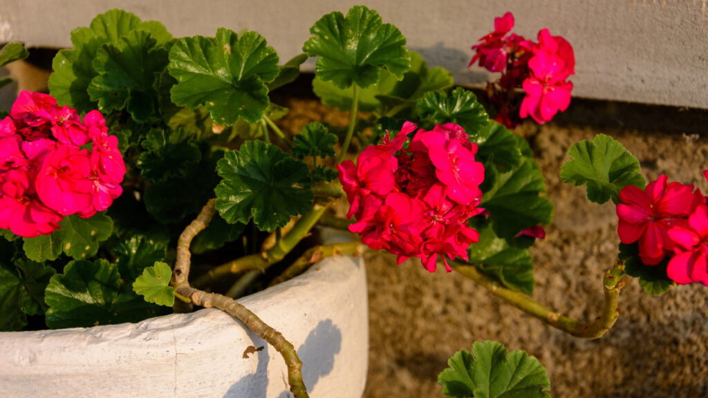 As plantas para ter no jardim de casa que florescem o ano inteiro