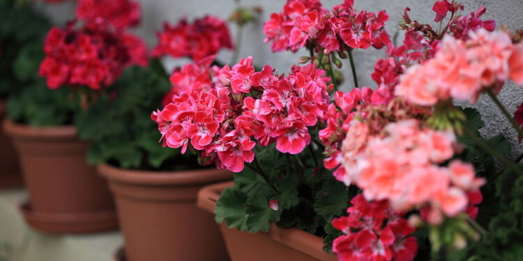 Melhores plantas para plantar em agosto