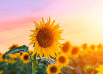 Antes de comprar: Os 3 sinais que um girassol saudável dá na floricultura