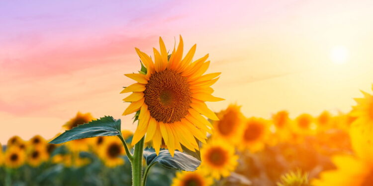 Antes de comprar: Os 3 sinais que um girassol saudável dá na floricultura