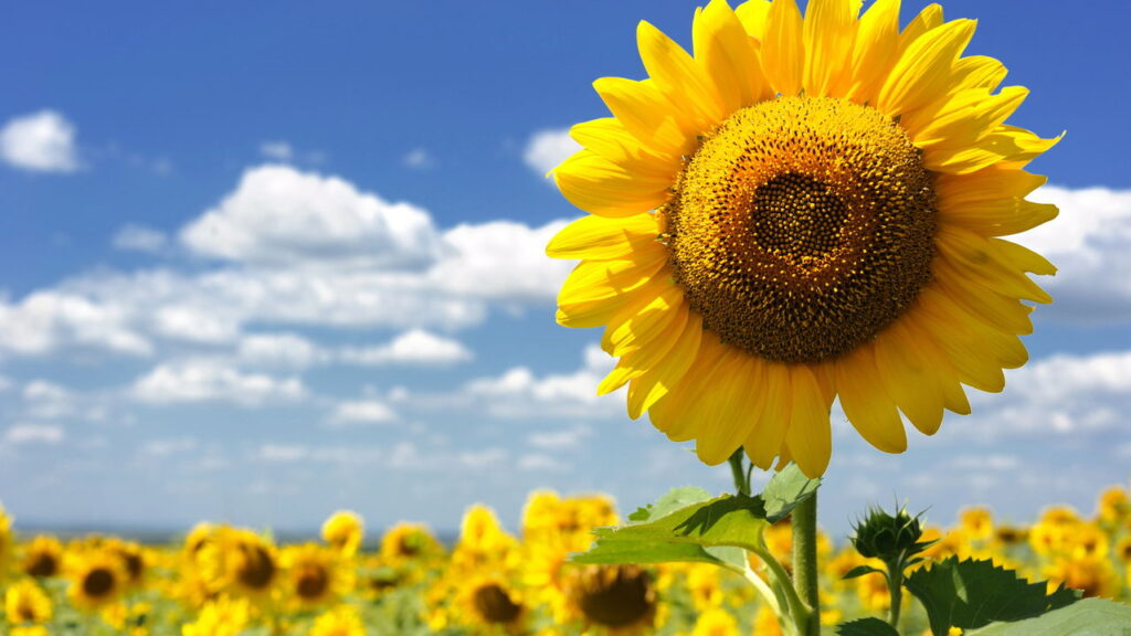 Antes de comprar: Os 3 sinais que um girassol saudável dá na floricultura