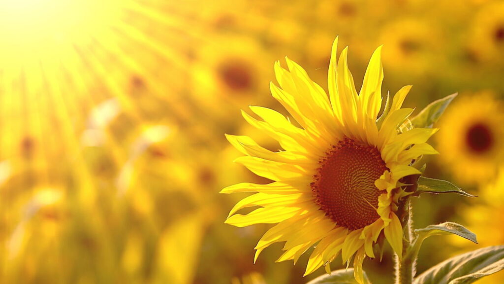 Antes de comprar: Os 3 sinais que um girassol saudável dá na floricultura