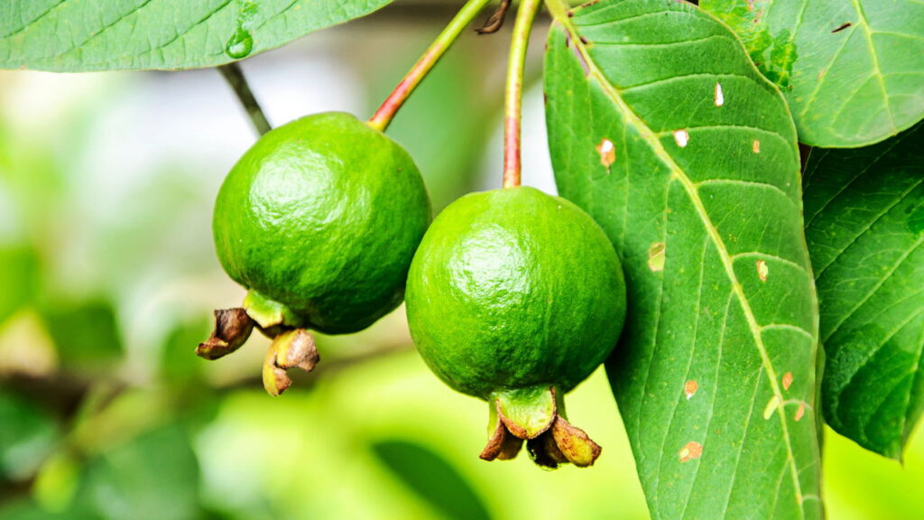 Fruta super doce e rica em nutrientes é ótima para ter um cultivo caseiro
