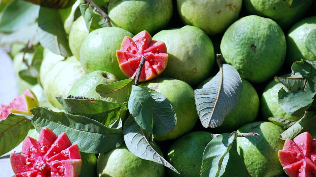 Fruta super doce e rica em nutrientes é ótima para ter um cultivo caseiro