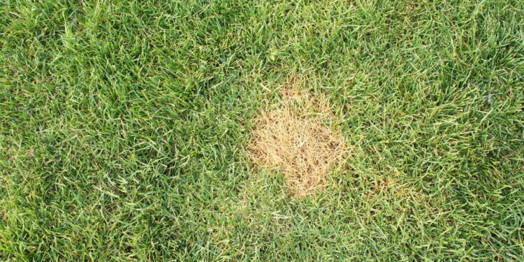 Formação de manchas circulares que comprometem a vitalidade do gramado