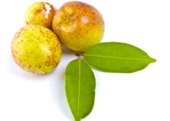 As propriedades curativas da mangaba ajudam na redução da pressão arterial