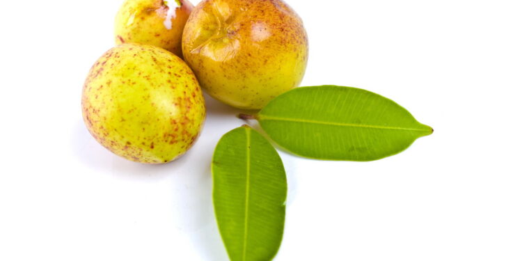 As propriedades curativas da mangaba ajudam na redução da pressão arterial