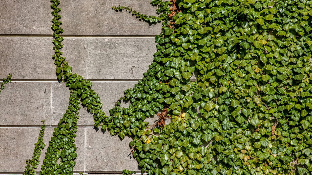 A planta perfeita para transformar muros da sua casa