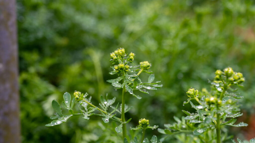 Ervas que protegem o jardim de pragas sem precisar de veneno