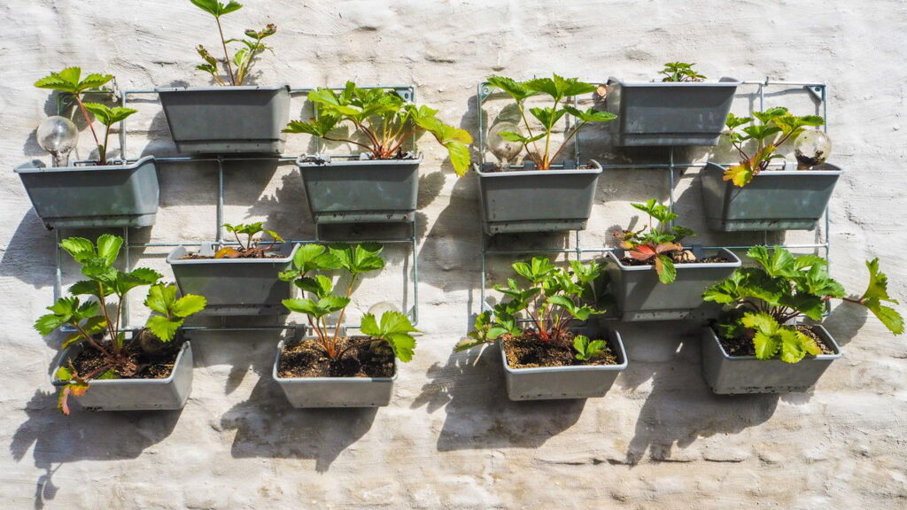 Como montar um jardim comestível que decora e alimenta