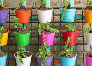 Como montar um jardim comestível que decora e alimenta