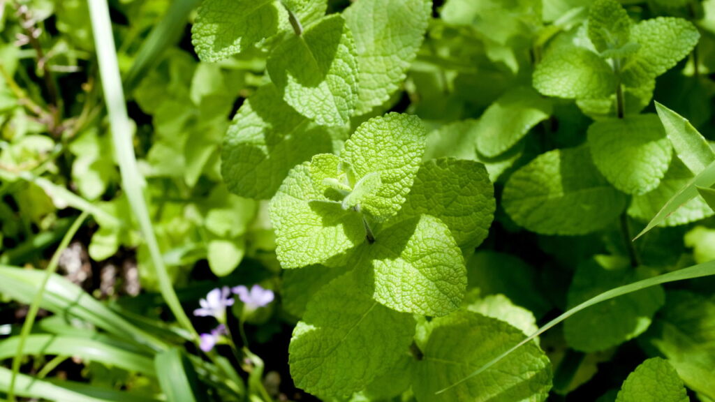 A planta aromática com propriedades curativas e ainda transforma receitas
