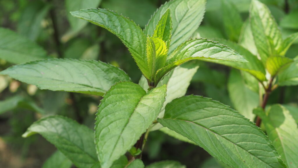 Você pode estar convivendo com baratas sem saber e essas plantas resolvem
