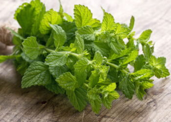 A planta que além de aromática é um escudo natural contra formigas no jardim!