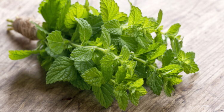 A planta que além de aromática é um escudo natural contra formigas no jardim!