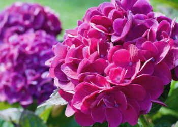 Flor vibrante de fácil cultivo transforma jardins em cenários de delicada beleza