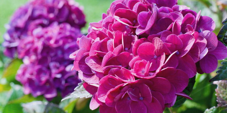 Flor vibrante de fácil cultivo transforma jardins em cenários de delicada beleza