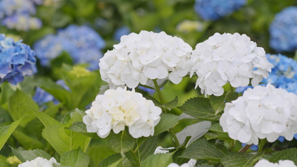 Flor vibrante de fácil cultivo transforma jardins em cenários de delicada beleza