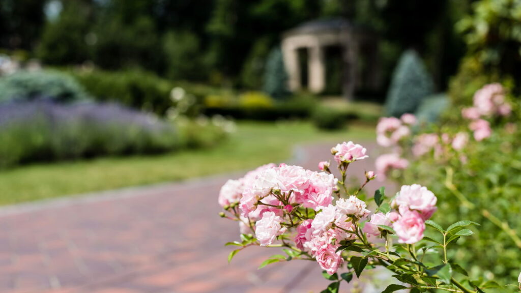 Flor vibrante de fácil cultivo transforma jardins em cenários de delicada beleza