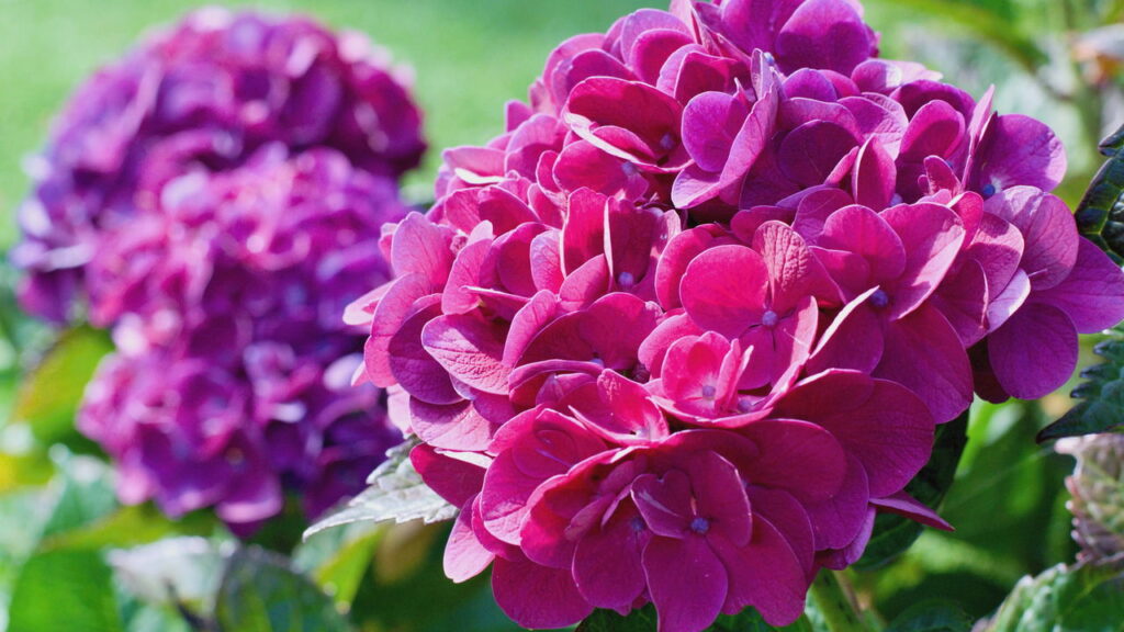 O que mostra que sua planta não vai florescer e é hora de deixar a natureza agir