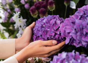 O segredo sobre as hortênsias que está fazendo jardineiros se assustarem