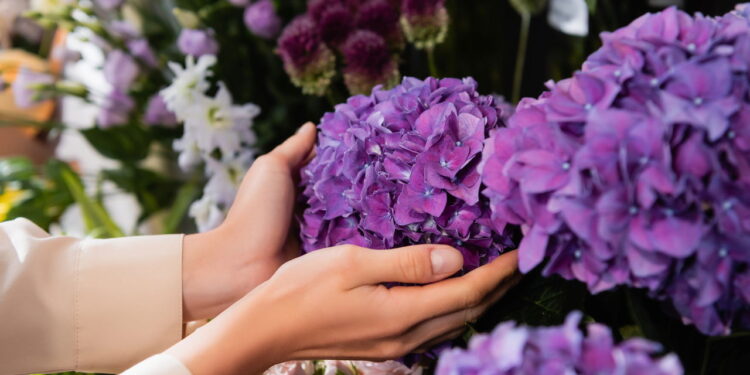 O segredo sobre as hortênsias que está fazendo jardineiros se assustarem