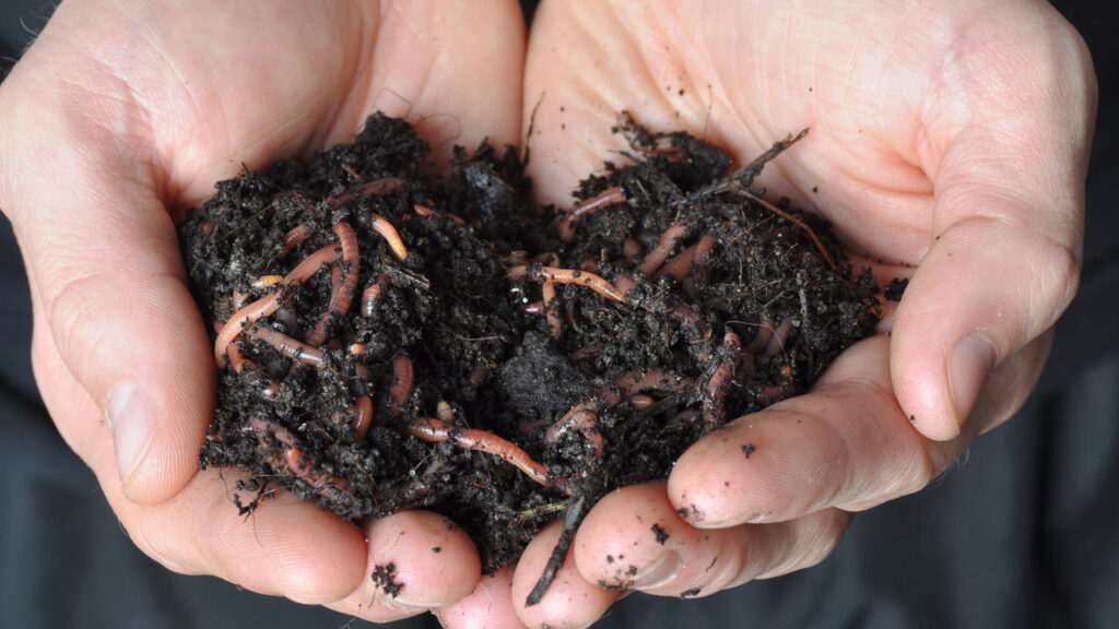 Fertilizante natural vs químico: qual deixa a planta mais saudável?