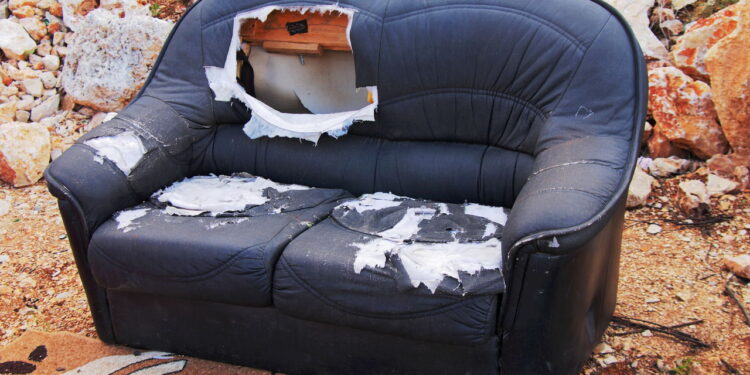 Você pode estar dividindo seus móveis com essas pragas invisíveis