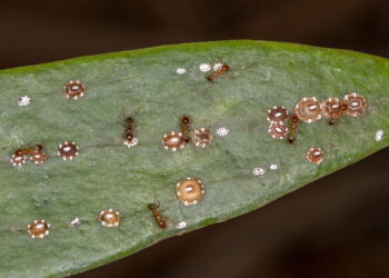 Plantas que atraem insetos e pragas para o seu jardim