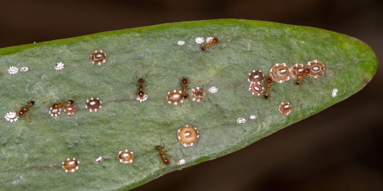 Plantas que atraem insetos e pragas para o seu jardim