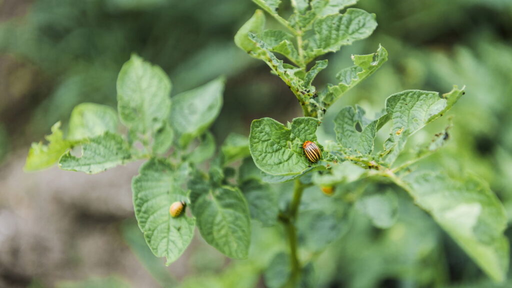 Essa planta de quintal mantém insetos longe do jardim