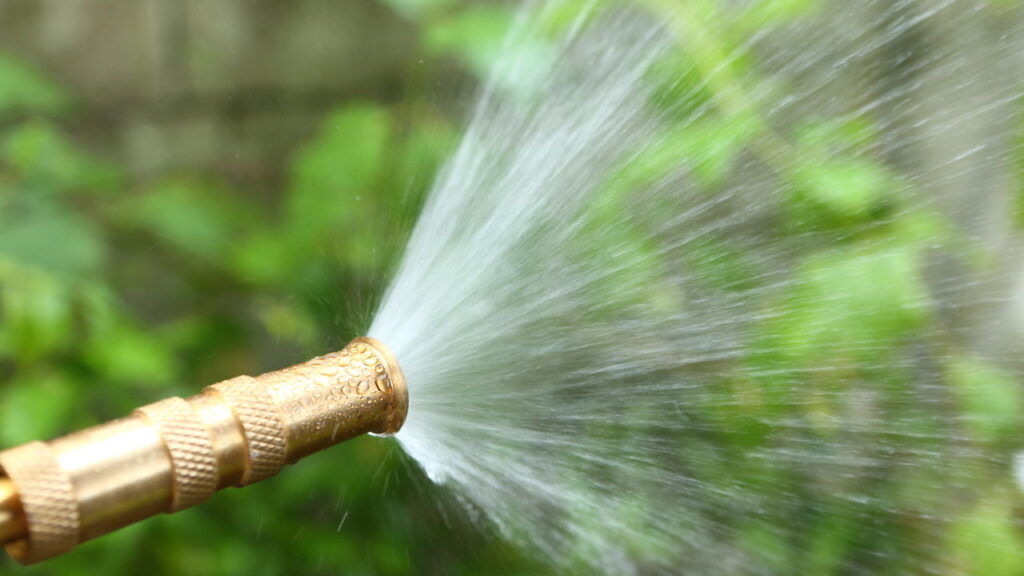 As 4 plantas trepadeiras perfeitas para cobrir paredes sem esforço