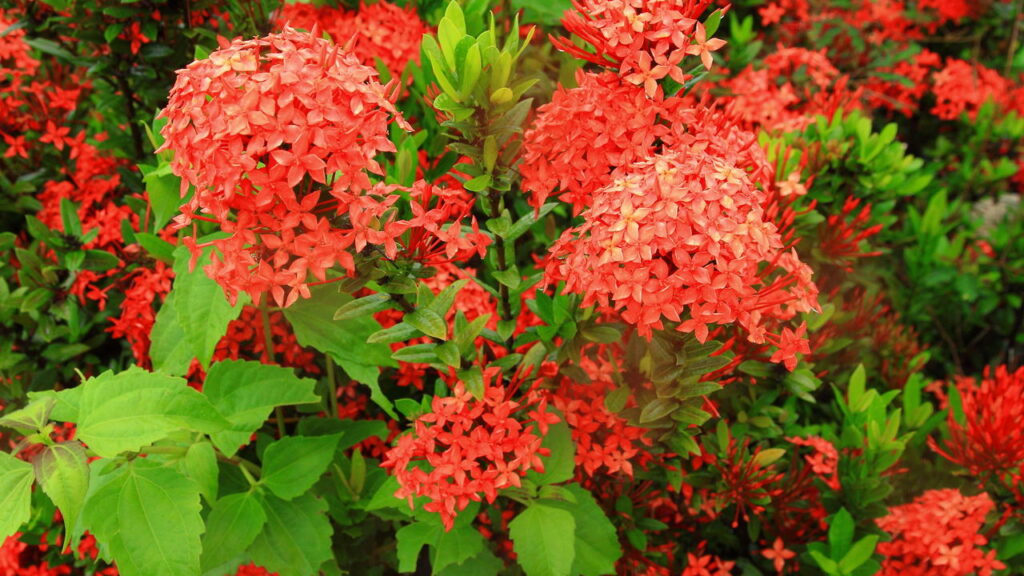 As quatro melhores plantas para ter no jardim em casa