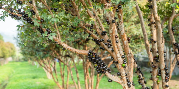Fruta brasileira com benefícios e cultivo simples é a favorita da população!