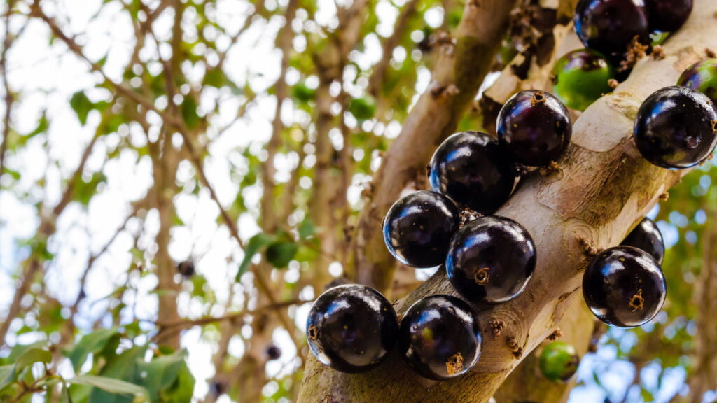 Semeie jabuticabeira em casa e maximize a produção de frutos com maturação acelerada