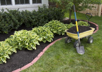 Nem café, nem casca de ovo: o truque caseiro que vai turbinar o seu jardim